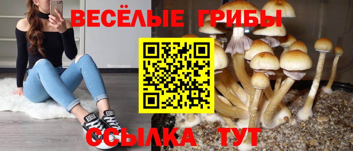 Вичуга  Галлюциногенные грибы Psilocybine cubensis  Вход с VPN 